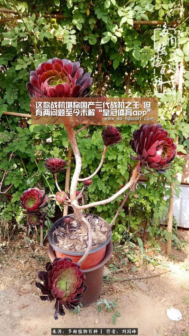 皇冠足球